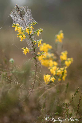 Genista anglica (Englischer Ginster)