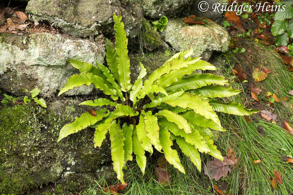 Asplenium scolopendrium (Hirschzunge), 17.10.2020