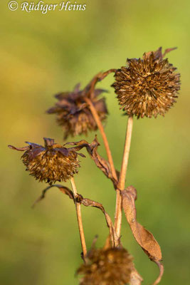 Bidens cernua (Nickender Zweizahn)