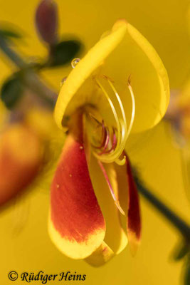 Cytisus scoparius (Besenginster)