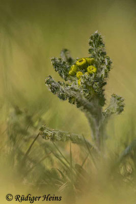 Senecio vernalis (Frühlings-Greiskraut), 16.4.2021