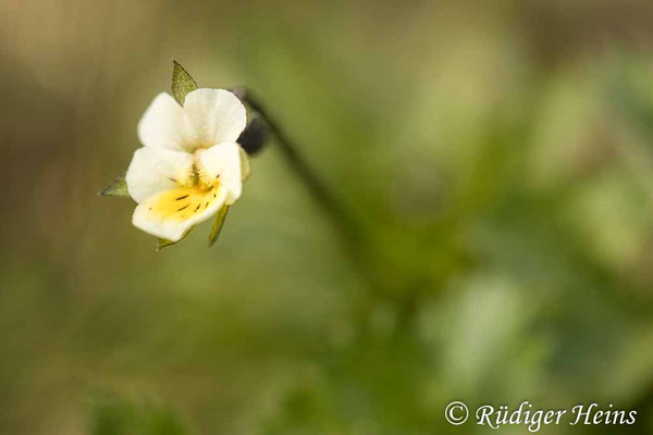 Viola arvensis (Acker-Stiefmütterchen), 11.4.2020