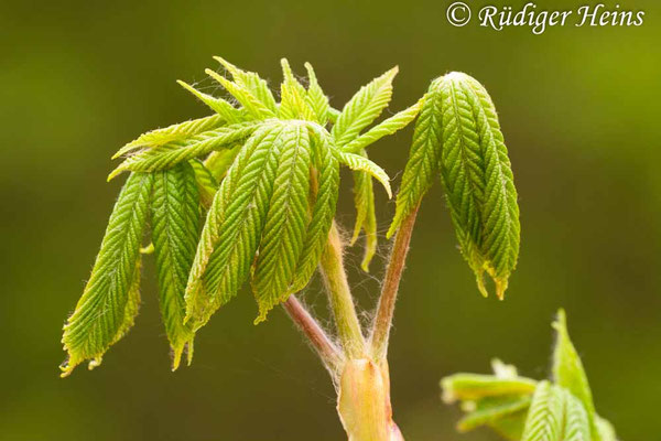 Aesculus hippocastanum (Gewöhnliche Rosskastanie), 17.4.2011