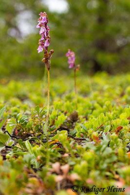 Orchis spitzelii (Spitzel's Knabenkraut), 31.5.2014