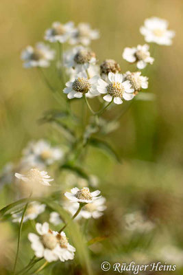Achillea ptarmica (Sumpf-Schafgarbe)