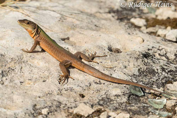 Podarcis sicula (Ruineneidechse), 27.9.2019