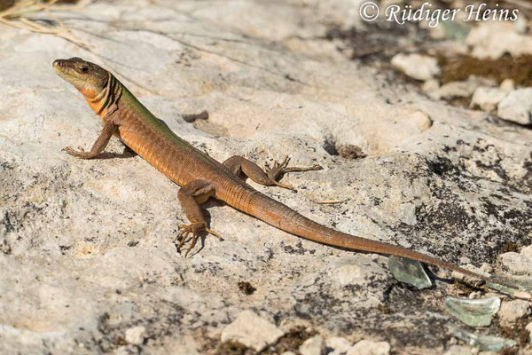 Podarcis sicula (Ruineneidechse)