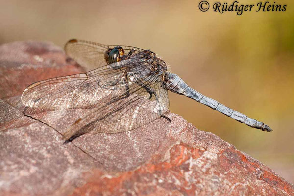 Orthetrum coerulescens (Kleiner Blaupfeil) Männchen
