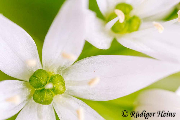 Allium ursinum (Bärlauch), 12.5.2018