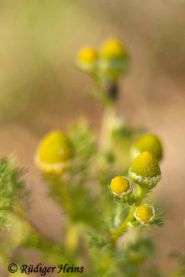 Matricaria discoidea (Strahlenlose Kamille)