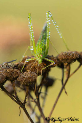 Phaneroptera falcata (Gemeine Sichelschrecke) Weibchen, 15.9.2023