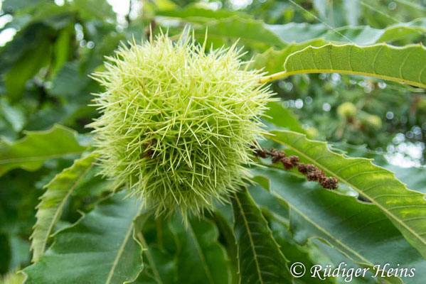 Castanea sativa (Edelkastanie), 2.10.2023