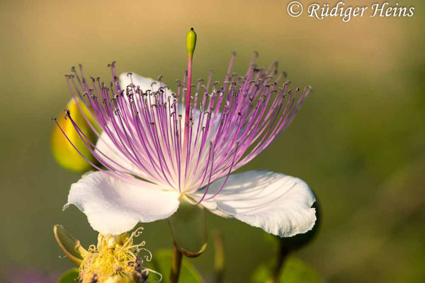 Echter Kapernstrauch (Capparis spinosa), 24.5.2022 - Makroobjektiv 180mm f/3.5