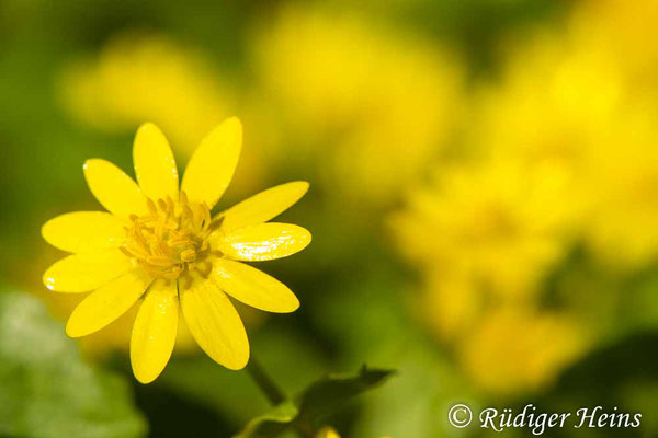 Ranunculus ficaria (Scharbockskraut), 12.4.2020