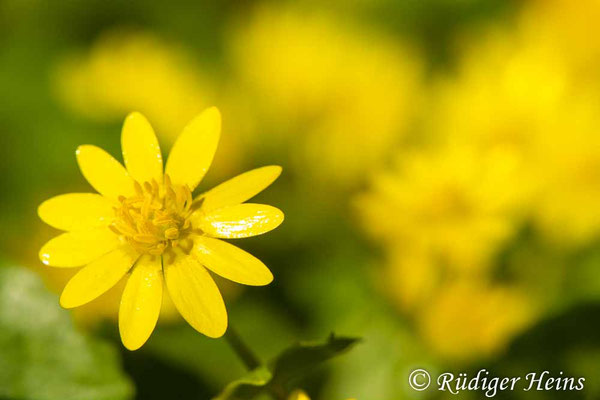 Ranunculus ficaria (Scharbockskraut)