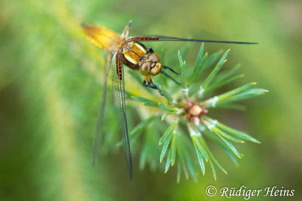 Libellula depressa, Plattbauch, junges Männchen