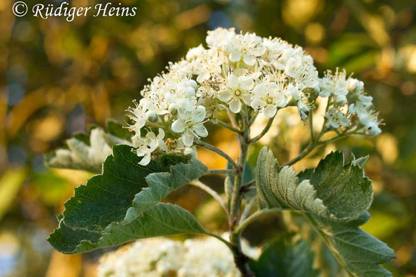 Sorbus intermedia (Schwedische Mehlbeere)