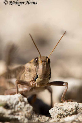 Locusta migratoria (Europäische Wanderheuschrecke) Männchen