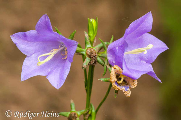 Campanula persicifolia (Pfirsichblättrige Glockenblume), 20.7.2011