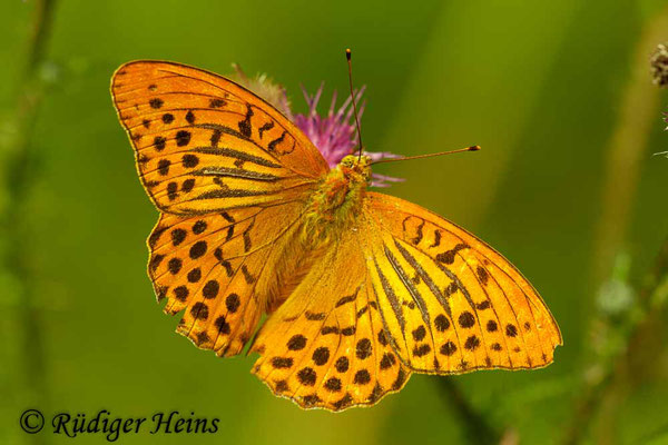 Argynnis paphia (Kaisermantel), 19.7.2011