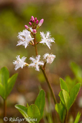 Menyanthes trifoliata (Fieberklee), 10.5.2020