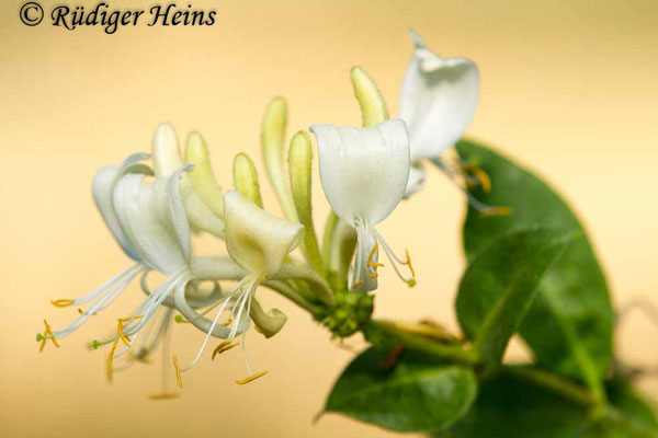 Lonicera periclymenum (Waldgeißblatt), 25.7.2018