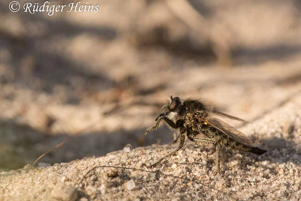 Dysmachus trigonus (Säbel-Raubfliege) Weibchen