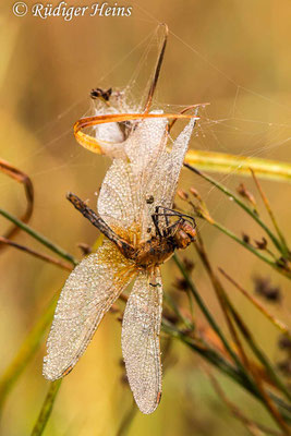 Sympetrum flaveolum (Gefleckte Heidelibelle) Männchen im Spinnennetz, 17.9.2018