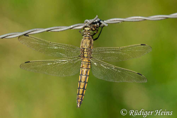 Orthetrum cancellatum (Großer Blaupfeil) Weibchen, 25.6.2019