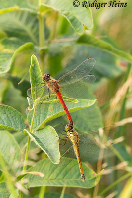 Sympetrum depressiusculum (Sumpf-Heidelibelle) Tandem, 28.8.2019