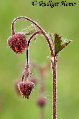 Geum rivale (Bach-Nelkenwurz)