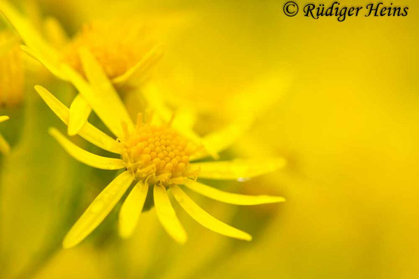 Senecio jacobaea (Jakobs-Greiskraut)