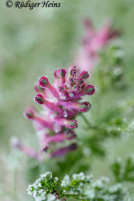 Fumaria officinalis (Gewöhnlicher Erdrauch), 10.11.2019