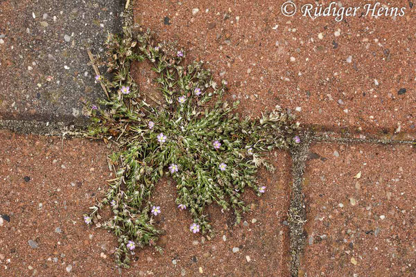 Spergularia rubra (Rote Schuppenmiere), 13.6.2015