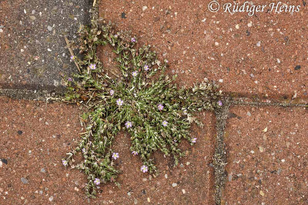 Spergularia rubra, Rote Schuppenmiere
