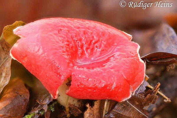 Sarcoscypha austriaca (Gemeiner Kelchbecherling), 9.4.2022 (Stack aus 19 Einzelaufnahmen)