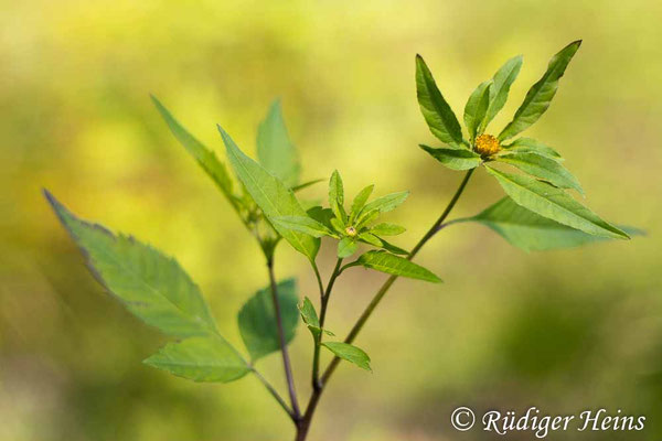 Bidens frondosus (Schwarzfrüchtiger Zweizahn)