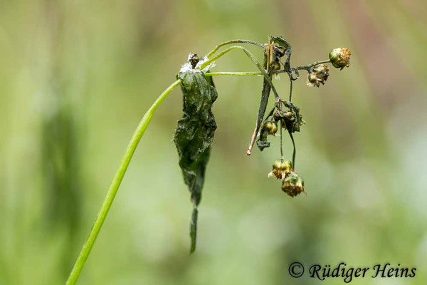 Galinsoga parviflora (Kleinblütiges Franzosenkraut)