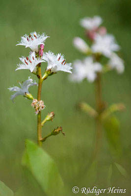 Menyanthes trifoliata (Fieberklee)