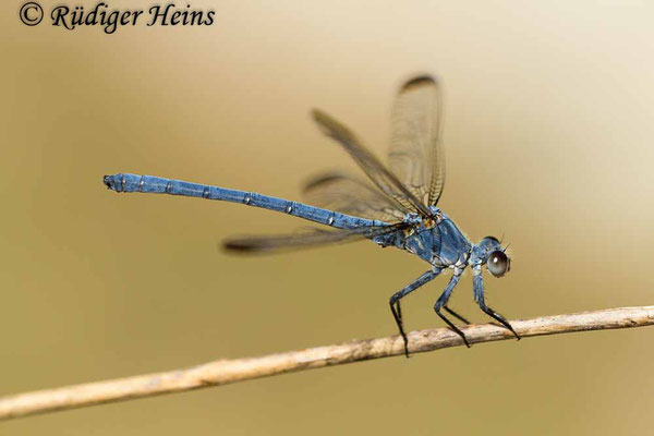 Epallage fatime (Blaue Orientjungfer) Männchen,  17.5.2015