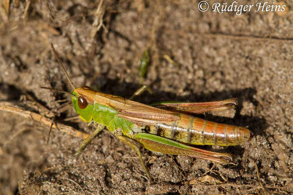 Pseudochorthippus parallelus (Gemeiner Grashüpfer) Weibchen, 10.9.2017