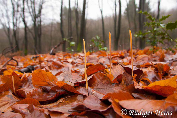 Macrotyphula fistulosa (Röhrige Keule) im Habitat, 27.12.2018