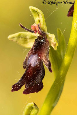 Ophrys insectifera (Fliegen-Ragwurz), 30.4.2024