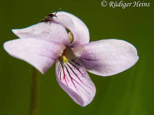 Viola palustris (Sumpf-Veilchen), 1.5.2010