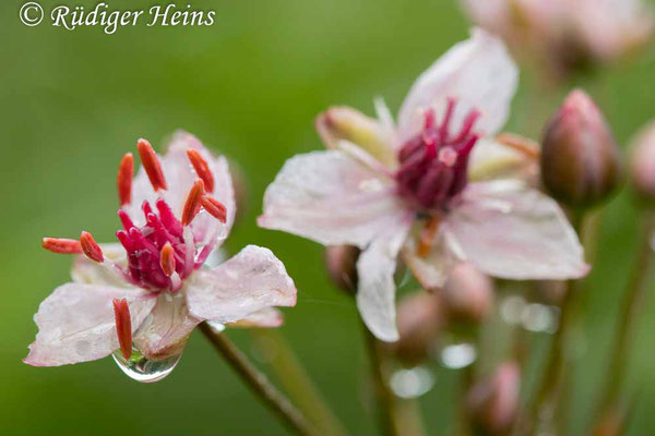 Butomus umbellatus (Schwanenblume), 4.8.2023