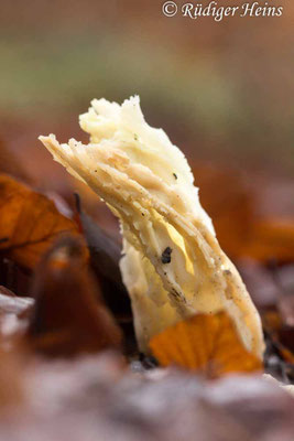 Helvella crispa (Herbst-Lorchel), 14.12.2020
