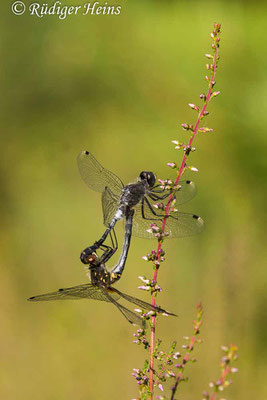 Leucorrhinia albifrons (Östliche Moosjungfer) Paarung, 19.7.2022