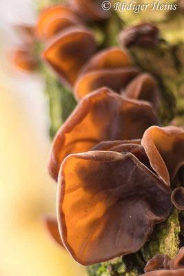 Auricularia auricula-judae (Judasohr), 15.1.2025