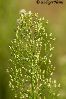 Conyza canadensis (Kanadisches Berufkraut)