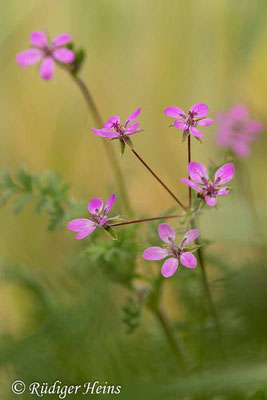 Erodium cicutarium (Gewöhnlicher Reiherschnabel), 20.5.2020